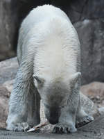 Ein Eisbr mit Fischsnack im Zoo Aalborg.