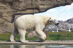 Ein Eisbär mit schlechten Manieren im Polarium des Zoos in Rostock? Nicht wirklich, nach dem Bad wurde das Wasser abgeschüttelt und die Schnauze abgeleckt.
