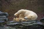 Der Eisbr sucht noch nach der bequemsten Einschlafposition.