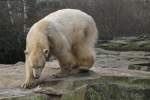 Eisbr (Ursus maritimus) am 10.3.2010 im Zoo Berlin.