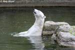 Eisbr im Berliner Zoo