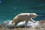 Schnell raus aus dem Wasser! Eisbr am 18.9.2010 im Zoo Sauvage de Saint-Flicien,QC.