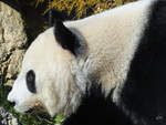 Ein Groer Panda im Seitenportrait.