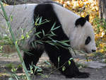 Ein Groer Panda im Tiergarten Schnbrunn (Wien, November 2010)