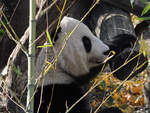 Ein Groer Panda im Tiergarten Schnbrunn (Wien, November 2010)