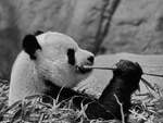Ein Panda bei seiner Lieblingsbeschftigung.
