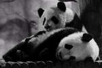 Beim Pandanachwuchs ist Kuscheln angesagt.