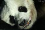 Grosser Panda