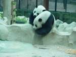Ein Panda-Bren-Prchen im Zoo von Chiang Mai / Thailand im Jahr 2006