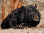 Ein mder Kragenbr, so gesehen Mitte Dezember 2010 im Zoo Madrid