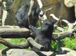 Indische Lippenbren (Melursus ursinus ursinus) beim spieletischen Kampf im Zoo Berlin (Juli 2015).