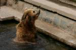 Kommst du jetzt endlich in die Wanne, das Wasser wird kalt!    Kamtschatkabr im Rostocker Zoo (31.05.2015)