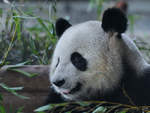 Panda Jiao Qing im Zoo Berlin.