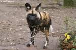 Der Afrikanische Wildhund ist der grte Wildhund der afrikanischen Savanne.