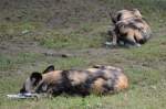 Wildhunde    Zoo Berlin  14.08.2014