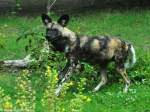 Hynenhund, Picassohund oder Afrikanischer Wildhund (Lycaon pictus) im Zoo Berlin (Juli 2015).