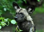 Hynenhund, Picassohund oder Afrikanischer Wildhund (Lycaon pictus) im Zoo Berlin (Juli 2015).