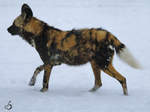 Ein Afrikanischer Wildhund im Schnee
