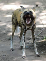 Ein Afrikanischer Wildhund fletscht die Zhne.