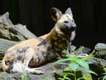 Ein Afrikanischer Wildhund im Zoo Duisburg.