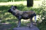 Afrikanischer Wildhund