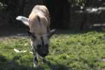 Afrikanischer Wildhund (Lycaon pictus) auf Spurensuche.