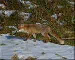 Bei einem Spaziergang endeckte ich auf einer Wiese diesen scheuen Rotfuchs (Vulpes vulpes).