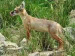 Steppenfuchs oder Korsak (Vulpes corsac).