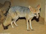 Kapfuchs (Vulpes chaama) im Zoo und Botanischen Garten Pilsen (Plzen, Juni 2015).