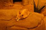 Ein Fennek (Vulpes zerda) am 11.3.2010 im Zoo Berlin.