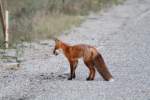 Rotfuchs (Vulpes vulpes) am 19.9.2010 in der Region Abitibi im Nordosten von Ontario.