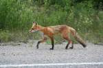 Ein ziemlich magerer Rotfuchs (Vulpes vulpes) am 8.8.2009 bei Elk Lake (Nordontario).