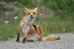 Diesen Rotfuchs (Vulpes vulpes) bringt so schnell kein Tourist aus der Ruhe.