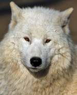 Polarwolf (Kanadischer Wolf)