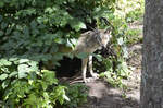 Ein Wolf (Canis lupus) in der Wildtierabteilung des Freilichtmuseums Skansen in Stockholm.