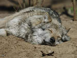 Ein Eurasischer Wolf dst in der Frhlingssonne vor sich hin.