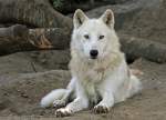 Polarwolf (Kanadischer Wolf) 