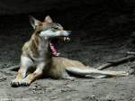 Europischer Wolf (Canis lupus lupus) im Zoo und Botanischen Garten Pilsen (Plzen, Juni 2015.