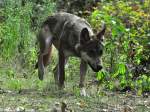 Europischer Wolf (Canis lupus lupus).