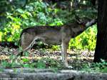 Europischer Wolf (Canis lupus lupus).