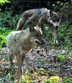 Europischer Wolf (Canis lupus lupus).