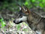 Europischer Wolf (Canis lupus lupus).