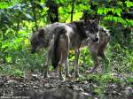 Europischer Wolf (Canis lupus lupus).