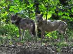 Europischer Wolf (Canis lupus lupus).