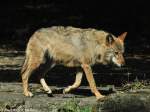 Europischer Wolf (Canis lupus lupus).