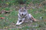 Wolf in Tambach am 04.10.2015.