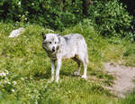 Wolf in Givskud Zoo in Dnemark.