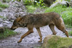 Ein Eurasischer Wolf im Regen