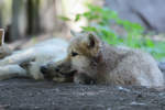 Ein junger Hudson-Bay-Wolf mit seiner Mama im Zoo Duisburg.