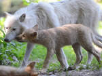 Ein junger Hudson-Bay-Wolf mit seiner Mama im Zoo Duisburg.